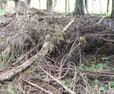 Tree-Branch-Removal